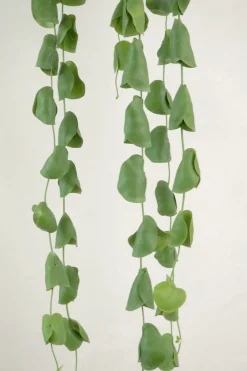 Hængeplanter|Tropiske Planter^PLANT Dischidia Platyphylla