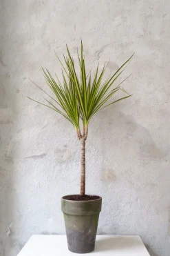 Danskavlede Planter^PLANT Dracena