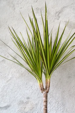 Danskavlede Planter^PLANT Dracena