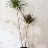 Gulvplanter Og Store Træer|Danskavlede Planter^PLANT Dracena, medium