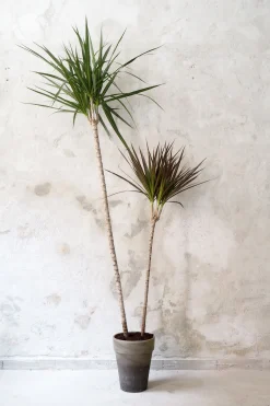 Gulvplanter Og Store Træer|Danskavlede Planter^PLANT Dracena, medium