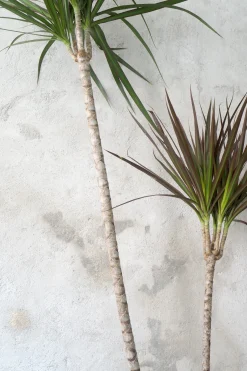 Gulvplanter Og Store Træer|Danskavlede Planter^PLANT Dracena, medium