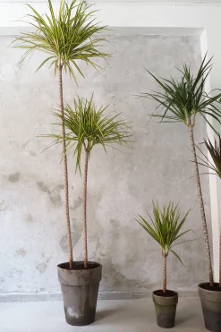 Gulvplanter Og Store Træer|Danskavlede Planter^PLANT Dracena, medium