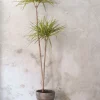 Gulvplanter Og Store Træer|Danskavlede Planter^PLANT Dracena, stor