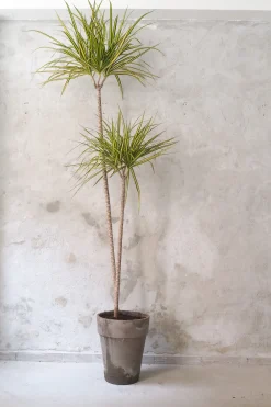 Gulvplanter Og Store Træer|Danskavlede Planter^PLANT Dracena, stor