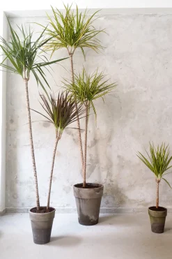 Gulvplanter Og Store Træer|Danskavlede Planter^PLANT Dracena, stor