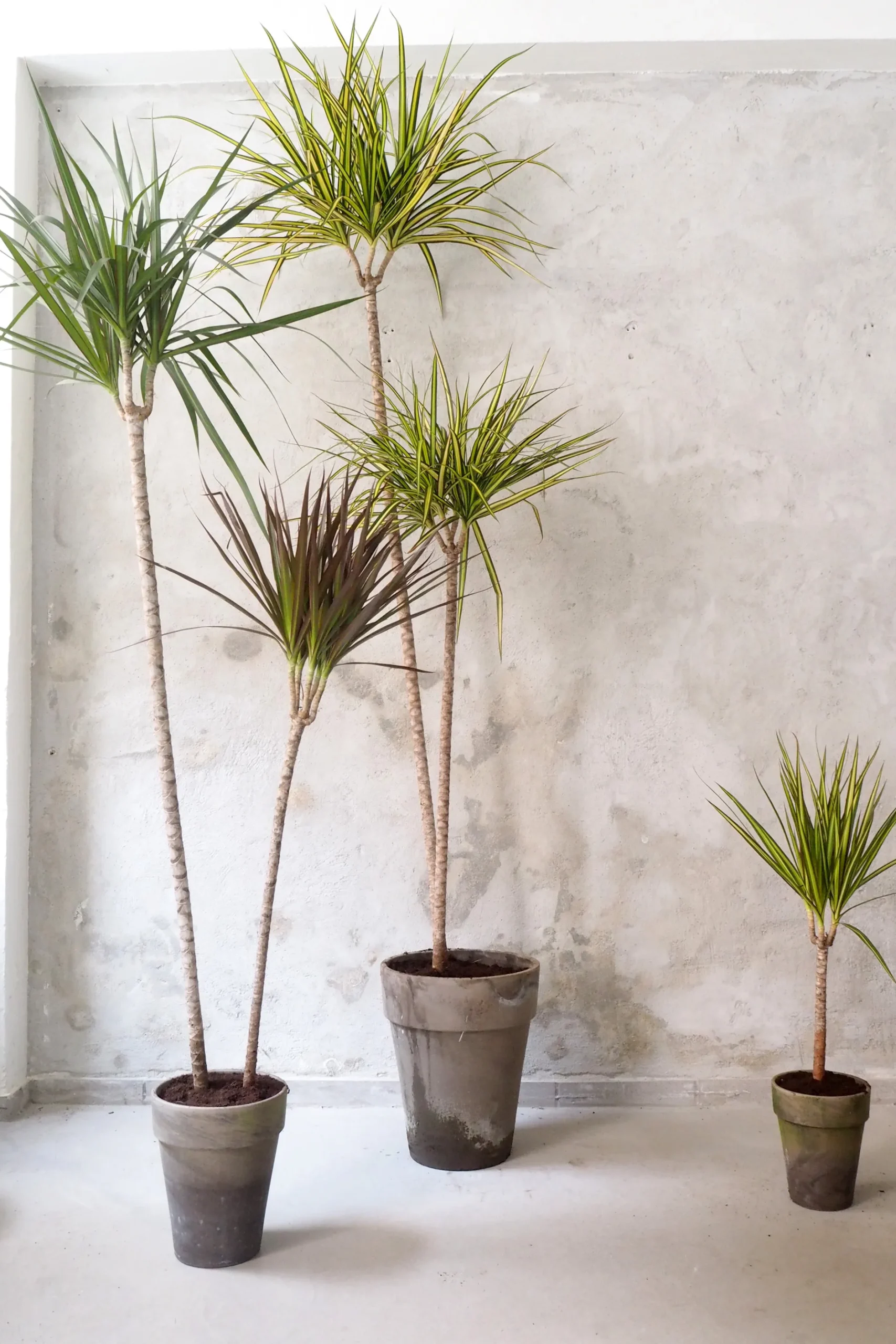 Gulvplanter Og Store Træer|Danskavlede Planter^PLANT Dracena, stor