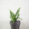 Danskavlede Planter^PLANT Duffy bregne