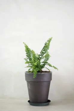 Danskavlede Planter^PLANT Duffy bregne