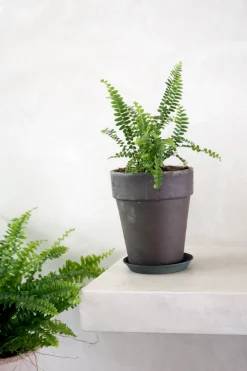 Danskavlede Planter^PLANT Duffy bregne