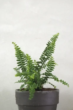 Danskavlede Planter^PLANT Duffy bregne