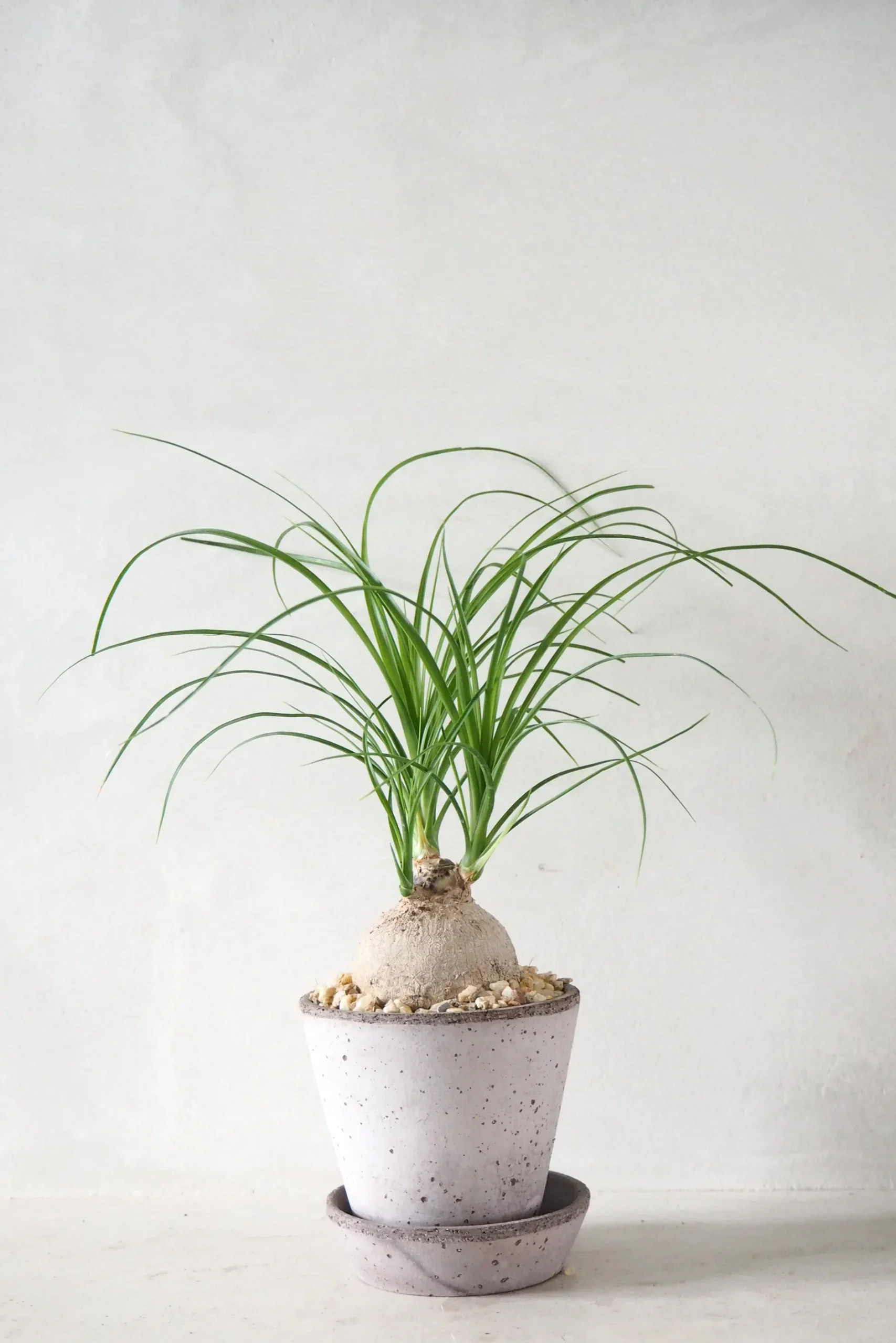 Ørkenplanter Og Knoldplanter^PLANT Elefantfod