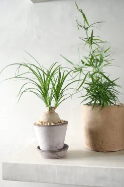 Ørkenplanter Og Knoldplanter^PLANT Elefantfod