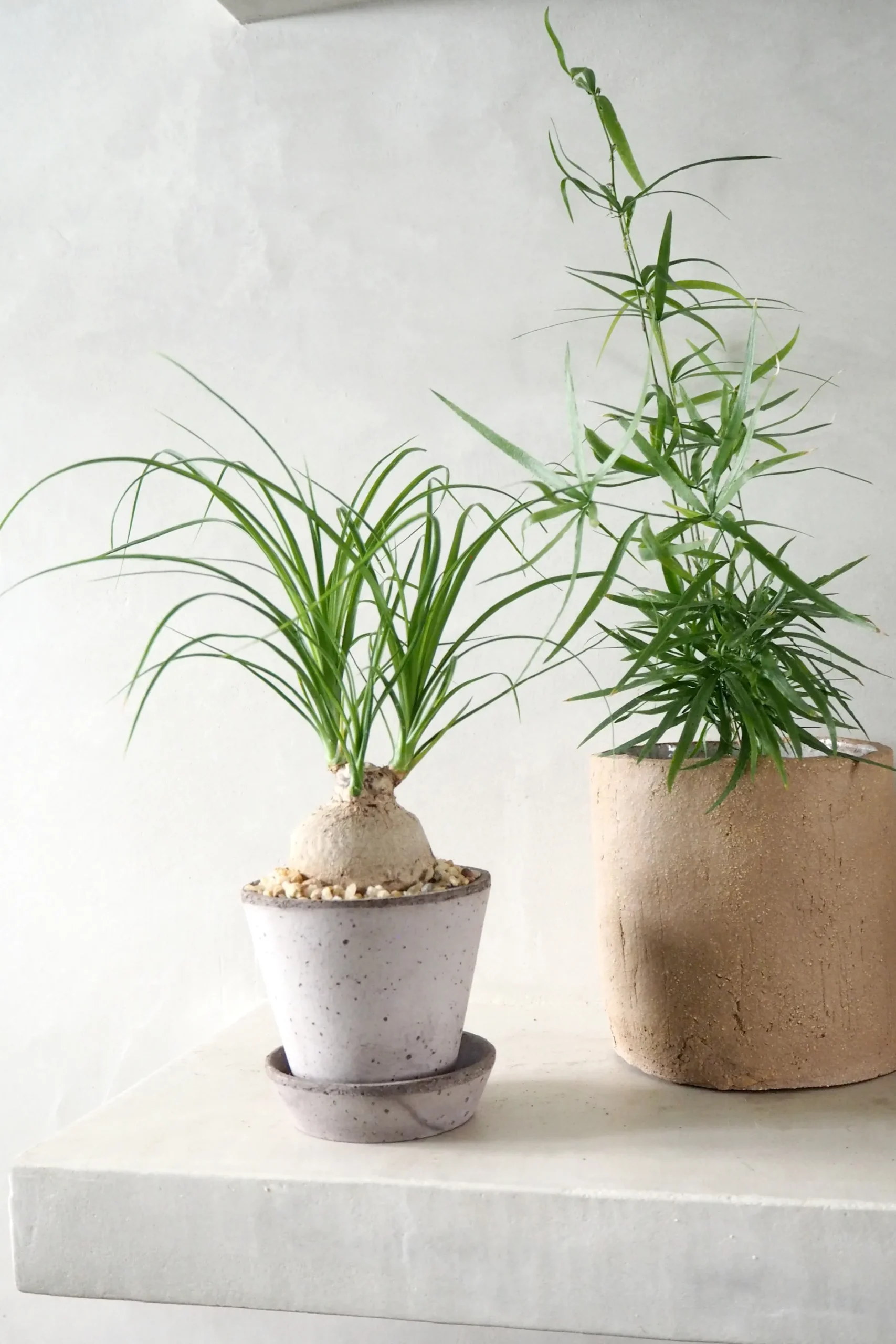 Ørkenplanter Og Knoldplanter^PLANT Elefantfod