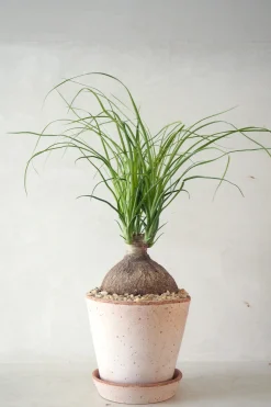 Ørkenplanter Og Knoldplanter^PLANT Elefantfod, medium
