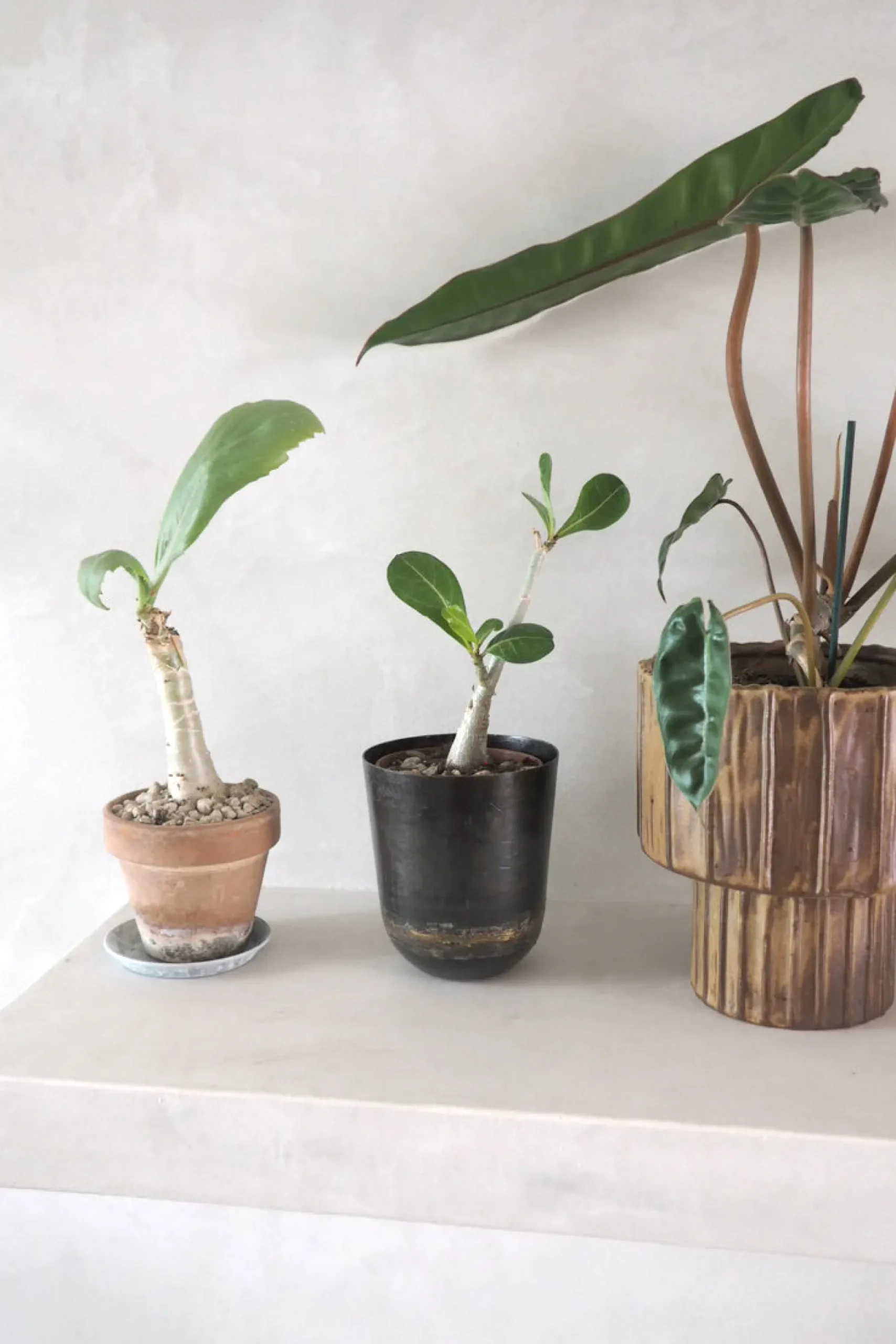 Glaserede Krukker|Mellem^PLANT Elitta krukke