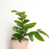 Ørkenplanter Og Knoldplanter^PLANT Epiphyllum chrysocardium