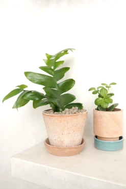 Ørkenplanter Og Knoldplanter^PLANT Epiphyllum chrysocardium