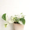 Hængeplanter|Tropiske Planter^PLANT Epipremnum "Happy Leaf"
