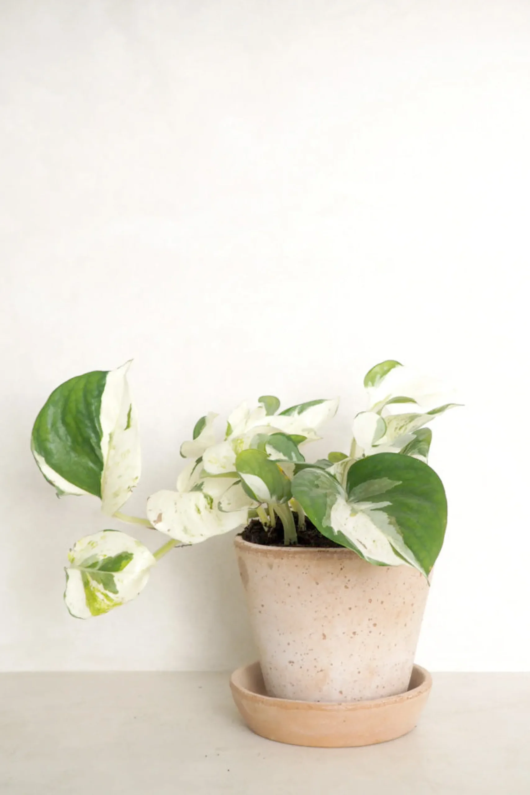 Hængeplanter|Tropiske Planter^PLANT Epipremnum "Happy Leaf"