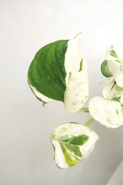 Hængeplanter|Tropiske Planter^PLANT Epipremnum "Happy Leaf"