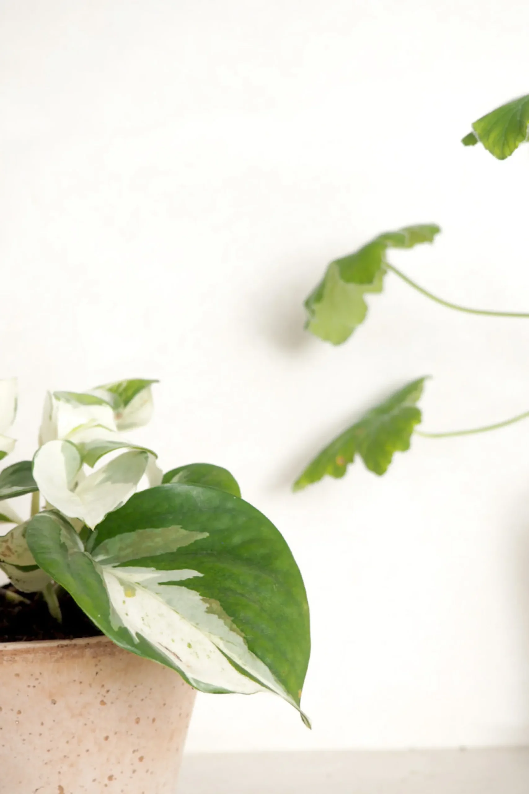 Hængeplanter|Tropiske Planter^PLANT Epipremnum "Happy Leaf"