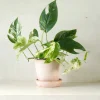 Hængeplanter|Tropiske Planter^PLANT Epipremnum pinnatum ‘Marble Variegata’