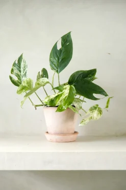 Hængeplanter|Tropiske Planter^PLANT Epipremnum pinnatum ‘Marble Variegata’