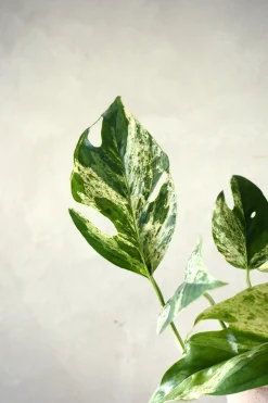 Hængeplanter|Tropiske Planter^PLANT Epipremnum pinnatum ‘Marble Variegata’