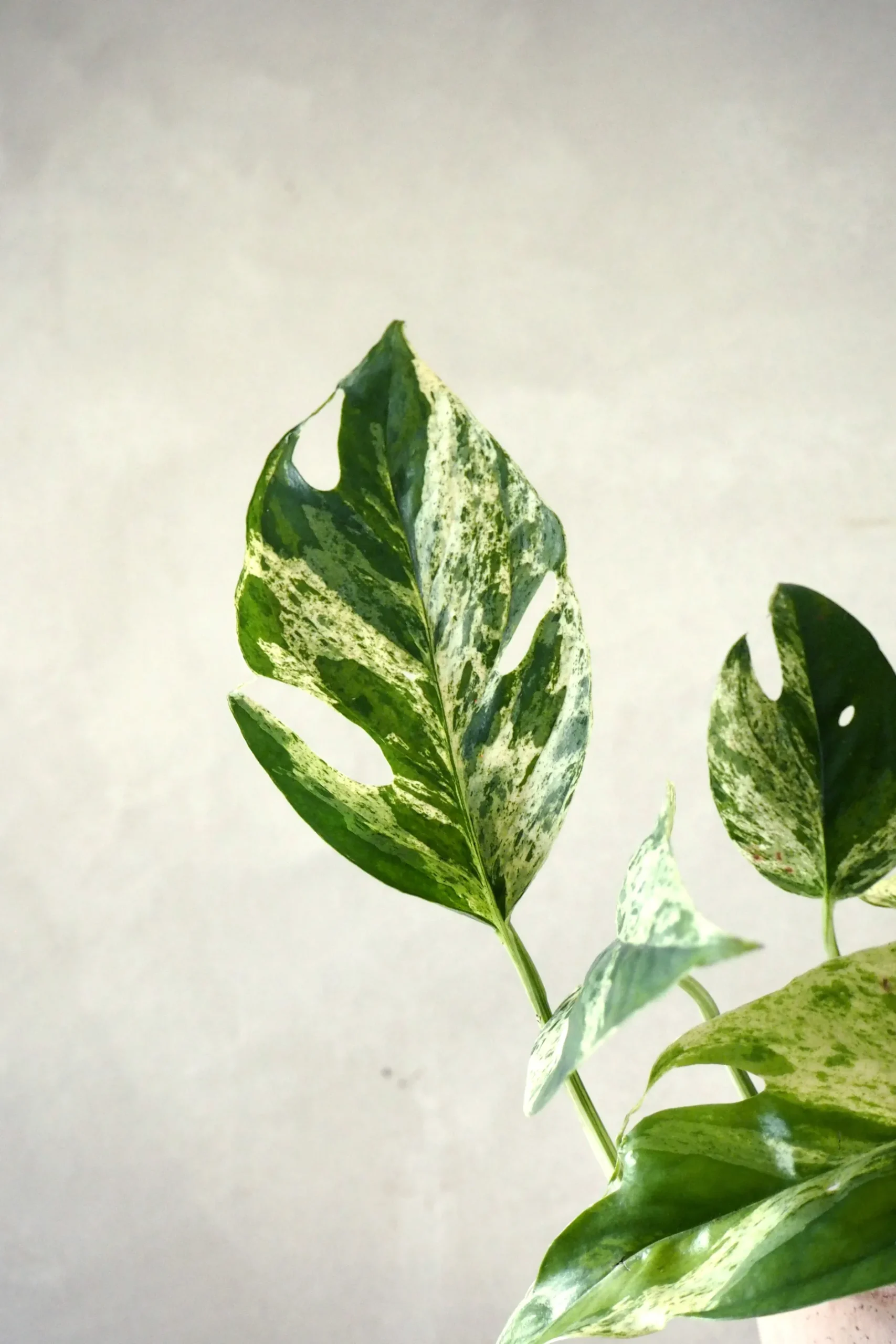 Hængeplanter|Tropiske Planter^PLANT Epipremnum pinnatum ‘Marble Variegata’