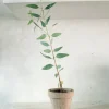 Danskavlede Planter^PLANT Eucalyptus langbladet