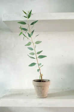 Danskavlede Planter^PLANT Eucalyptus langbladet