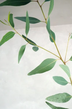 Danskavlede Planter^PLANT Eucalyptus langbladet