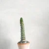 Ørkenplanter Og Knoldplanter^PLANT Eulychnia Castanea spiralis