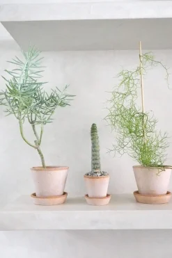 Ørkenplanter Og Knoldplanter^PLANT Eulychnia Castanea spiralis