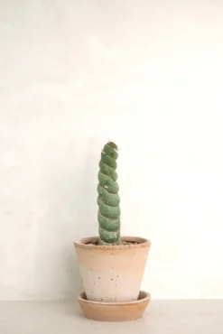 Ørkenplanter Og Knoldplanter^PLANT Eulychnia Castanea spiralis