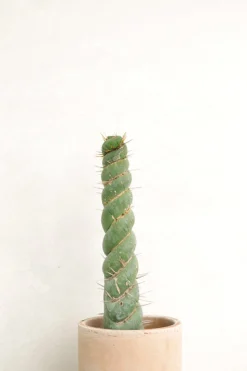 Ørkenplanter Og Knoldplanter^PLANT Eulychnia Castanea spiralis