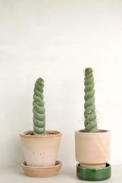 Ørkenplanter Og Knoldplanter^PLANT Eulychnia Castanea spiralis