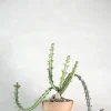 Ørkenplanter Og Knoldplanter^PLANT Euphorbia Knuthii