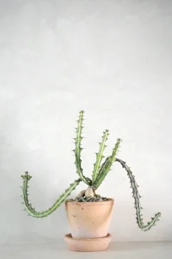 Ørkenplanter Og Knoldplanter^PLANT Euphorbia Knuthii