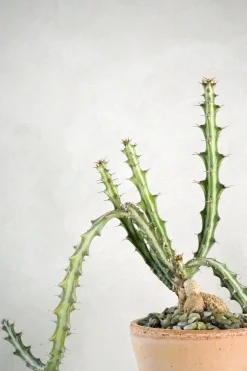 Ørkenplanter Og Knoldplanter^PLANT Euphorbia Knuthii