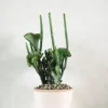 Ørkenplanter Og Knoldplanter|Danskavlede Planter^PLANT Euphorbia Leucodendron