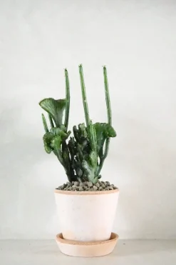 Ørkenplanter Og Knoldplanter|Danskavlede Planter^PLANT Euphorbia Leucodendron