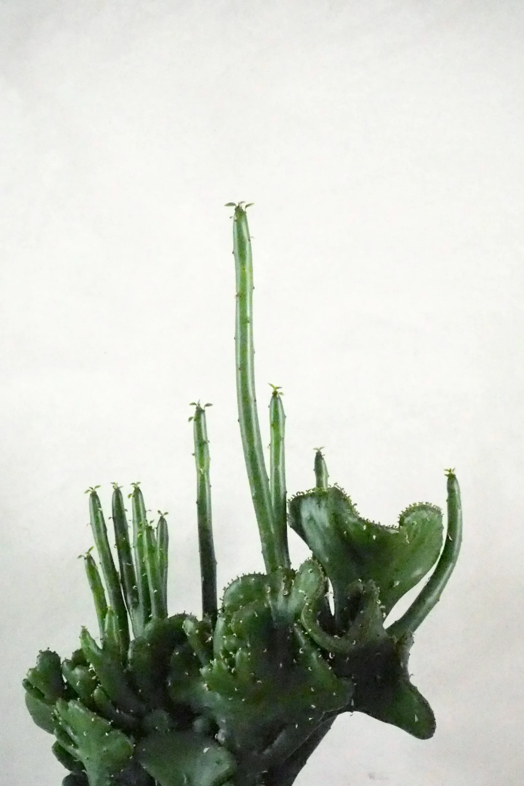 Ørkenplanter Og Knoldplanter|Danskavlede Planter^PLANT Euphorbia Leucodendron