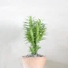Ørkenplanter Og Knoldplanter^PLANT Euphorbia Loricata
