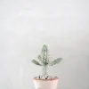 Ørkenplanter Og Knoldplanter^PLANT Euphorbia mammillaris, variegata