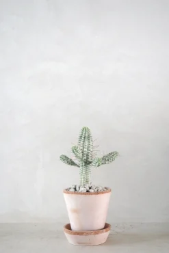 Ørkenplanter Og Knoldplanter^PLANT Euphorbia mammillaris, variegata