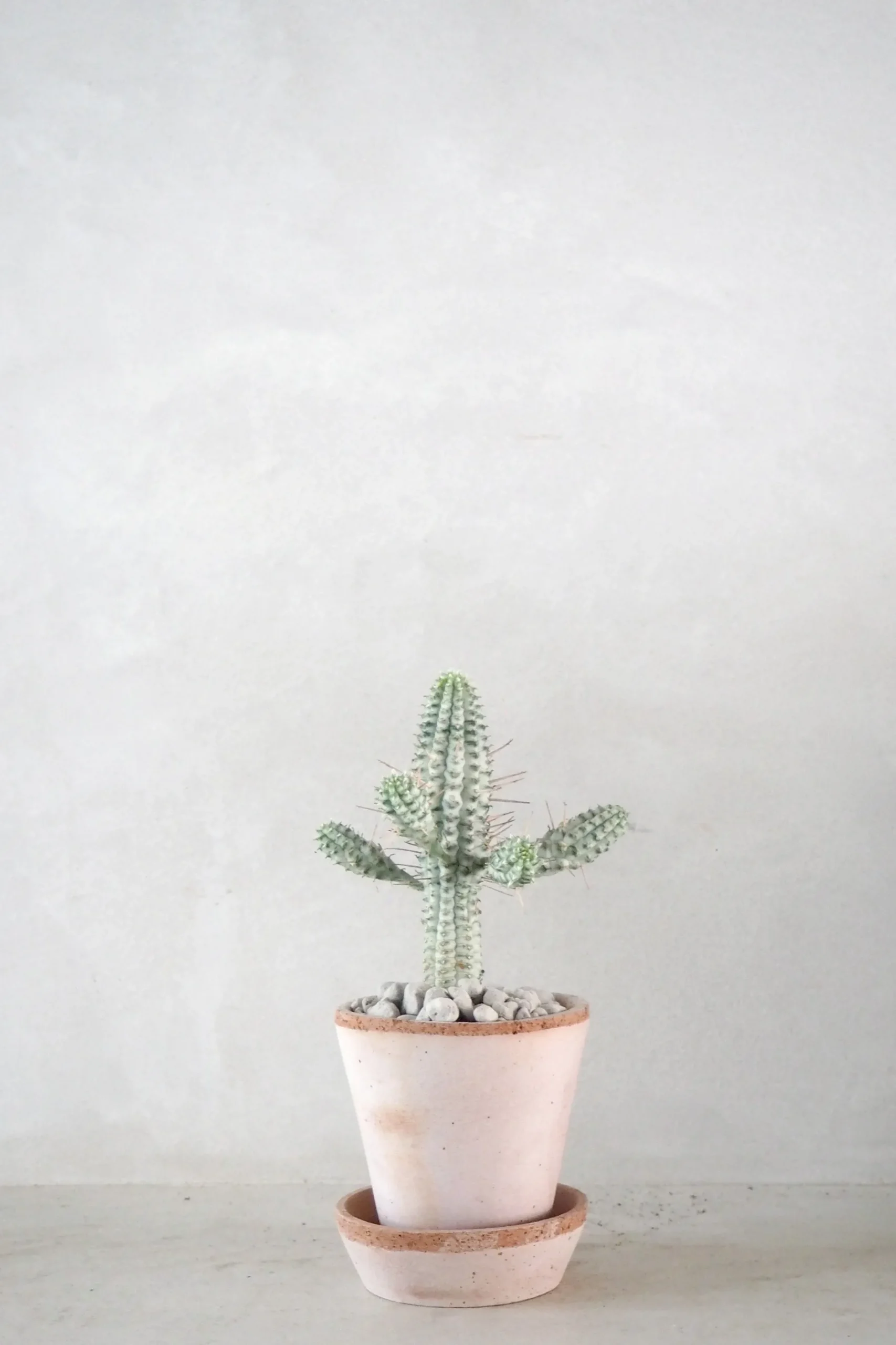 Ørkenplanter Og Knoldplanter^PLANT Euphorbia mammillaris, variegata