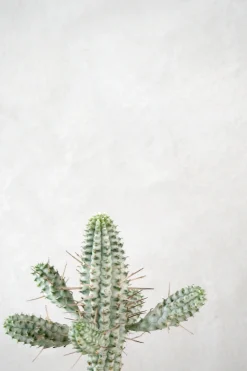 Ørkenplanter Og Knoldplanter^PLANT Euphorbia mammillaris, variegata