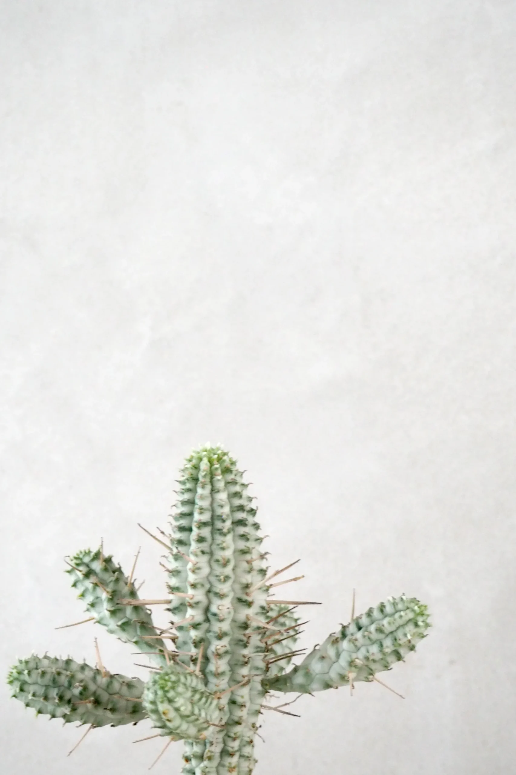 Ørkenplanter Og Knoldplanter^PLANT Euphorbia mammillaris, variegata
